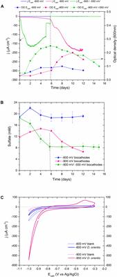 Electrophysiology of the Facultative Autotrophic Bacterium Desulfosporosinus orientis